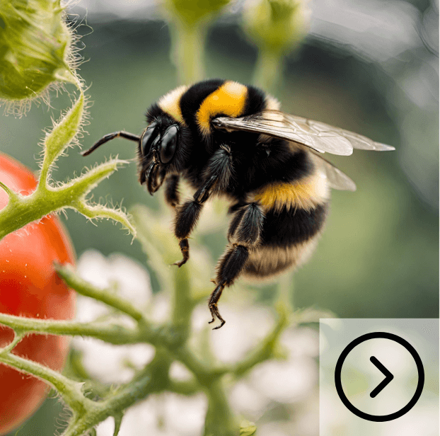 horticulture bumble bees - high tech greenhouse technologies