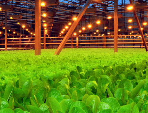 Market potential of hydroponics growing systems (2026)