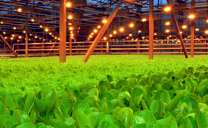 Dutch horticulture sector - dutch greenhouses - turnkey greenhouse projects - greenhouse agriculture -greenhouse business -profitable greenhouse business market potential