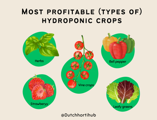 What are some of the most profitable plants to grow hydroponically in a greenhouse? + reasons