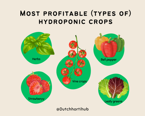 Most profitable hydroponic crops - hydroponically grown greenhouse crops - hydroponic diagram