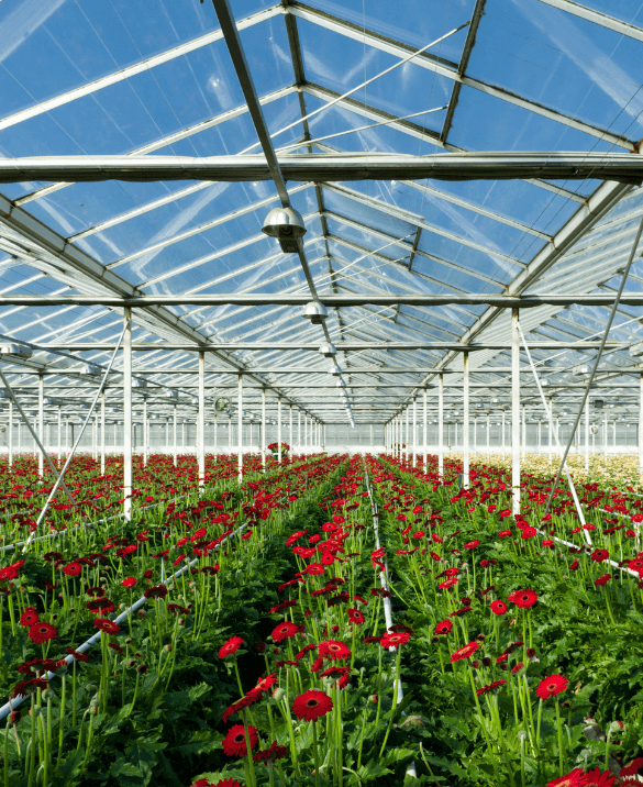 horticultural consultant - horticulturist consultant Dutch Horti Hub Advises