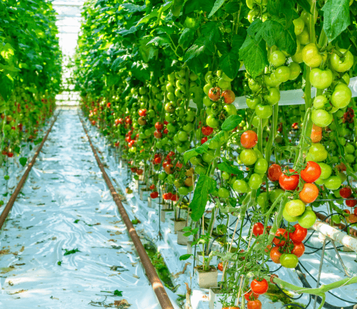greenhouse for tomatoes - hot house construction - hothouse tomatoes - hot house tomatoes - greenhouse tomatoes - commercial tomato production - tomatoes in greenhouse - tomato production