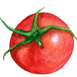 growing tomatoes and tomato production in horticulture