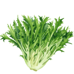 growing lettuce in a greenhouse