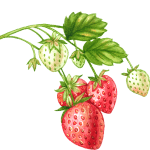 growing strawberries in a greenhouse - horticulture strawberries