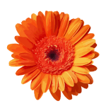 floriculture and growing flowers in a greenhouse