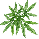 growing medicinal cannabis in a greenhouse - indoor cannabis production