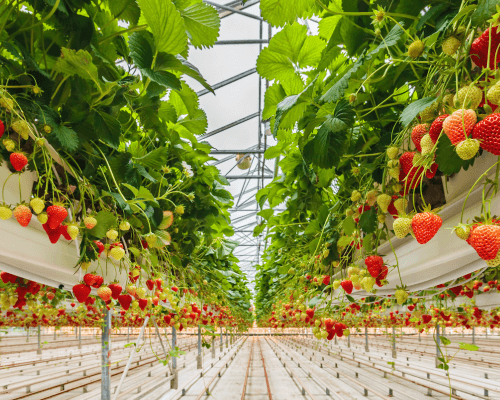 growing strawberries in a high tech greenhouse in a hydroponic system