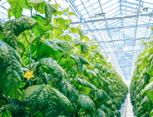 7 insights on how to grow more in a Dutch hydroponics greenhouse