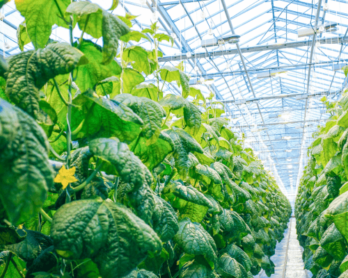 Cucumber plants growing in a high-tech greenhouse. This type of indoor farming enables year round production. 