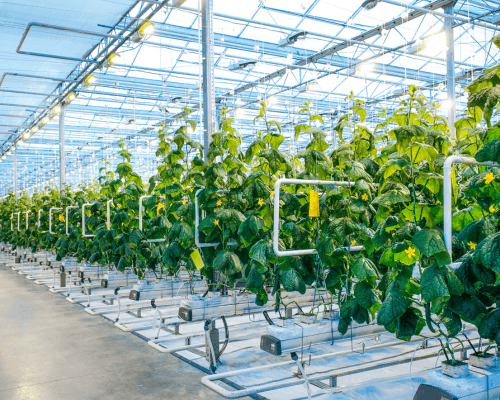 desert agriculture with hydroponics systems in a greenhouse