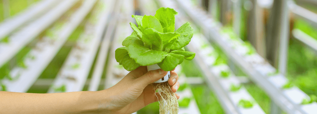 hydroponic growing systems explained