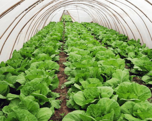 an example of a plastic tunnel where leavy greens are grown.