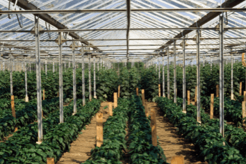 Mid-tech greenhouse solutions - crop production - increase yield horticulture - horticulture technologies - horticulture practices - horticulture training