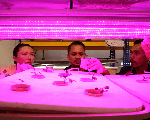 using pink light in greenhouses - pink light vertical farming
