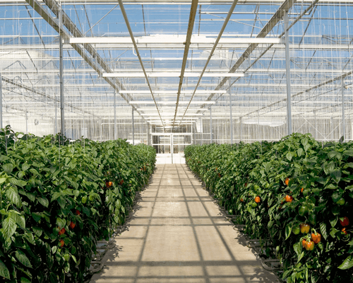 greenhouse infrastructure block light from entering - plant light in greenhouses