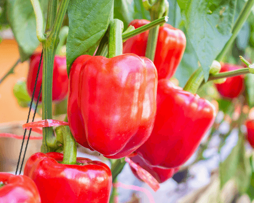 growing bell pepper in a hydroponic system - commercial bell pepper growing - growing capsicum - profit plants hydroponic