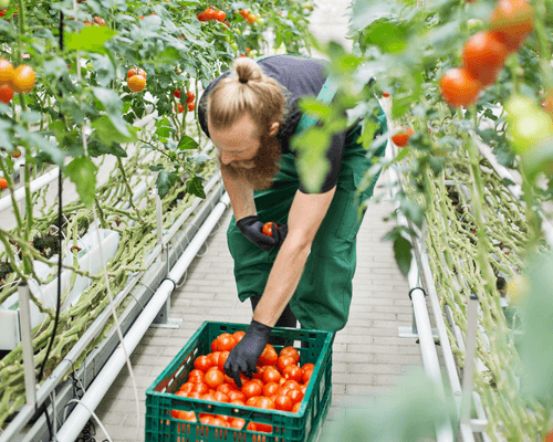 indoor crop production - indoor farming - indoor agriculture tomatoes