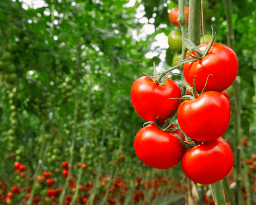 What Is Hydroponics? - Introduction To Hydroponics - profit plants hydroponic