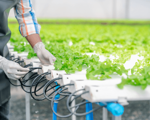 development of modern hydroponic systems - history of hydroponics