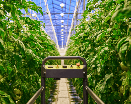 Cucumber plants growing in a high-tech greenhouse. This type of indoor farming enables year round production. 