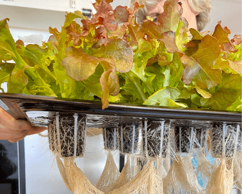 commercial hydroponic greenhouse systems