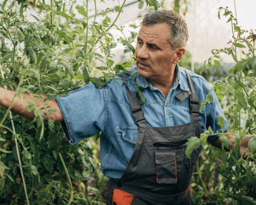 a grower in a greenhouse