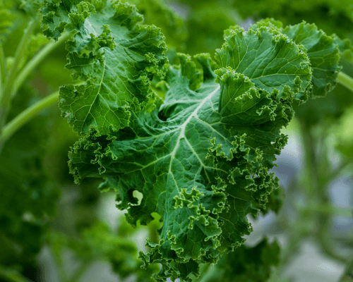 growing leafy greens - hydroponic kale - clean vegetable hydroponics - profit plants hydroponic