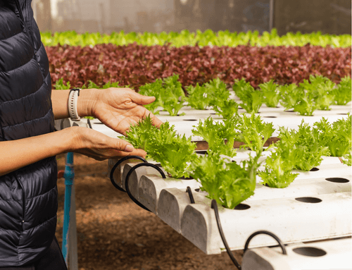 6 types of hydroponics growing systems
