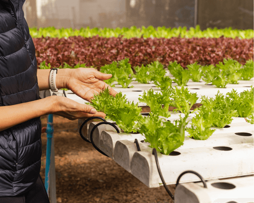 Initial costs hydroponic systems - costs associated with hydroponic system