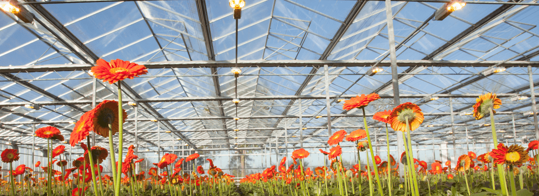 Growing lights - LED lights - horticulture lights - led plant lighting plant