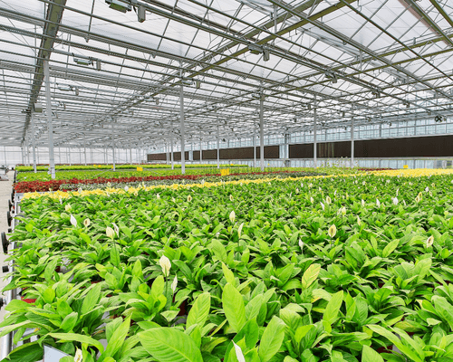 greenhouse production lights - horticulture lights - commercial greenhouse lights - growing indoor lights
