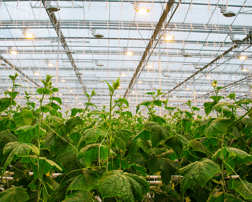 cucumber lighting - horticulture plant lighting