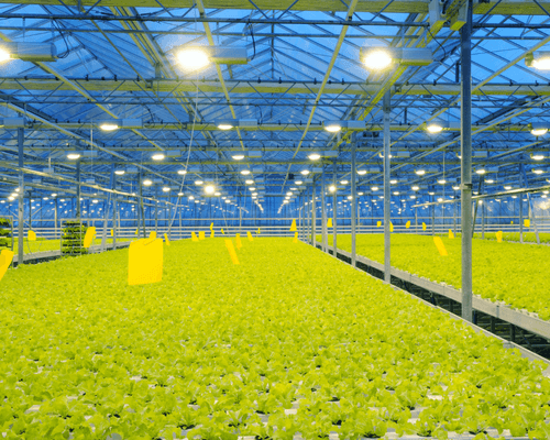 plant light efficiency - plant light Efficacy - light photons plants