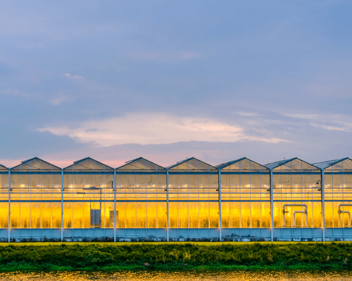 growing lamps in a greenhouse - efficient lighting
