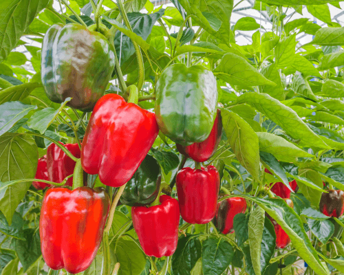 grow lights for bell pepper indoor farming