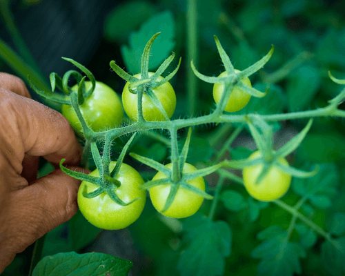 growing indoor tomato - indoor tomato production