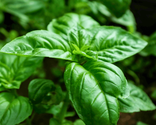 Growing basil in a hydroponic system - hydroponic herbs