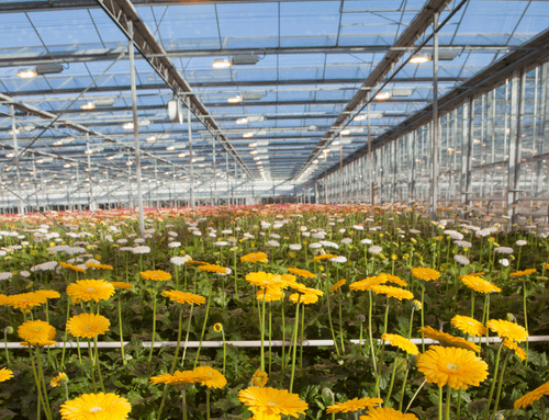 Top 3 Best practices for implementing greenhouse lighting