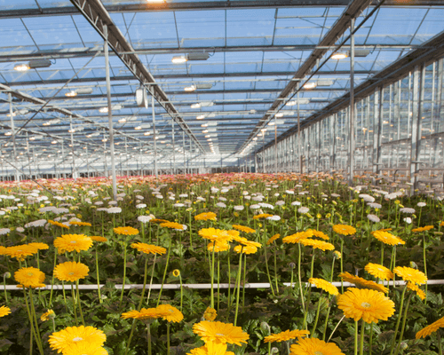 Dutch greenhouse lights