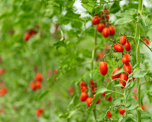 hydroponic cherry tomato in a greenhouse