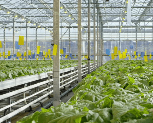 climate control in a greenhouse