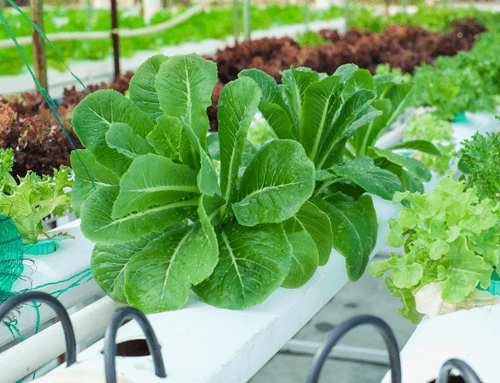 A must read introduction to hydroponics – What Is hydroponics and the principles behind It