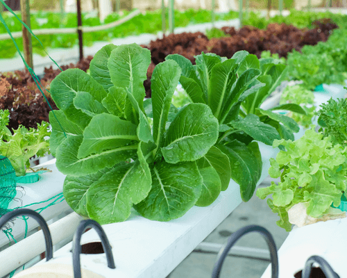 ways to grow hydroponic crops in water