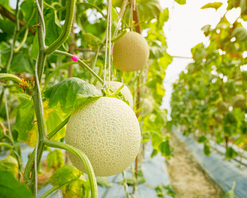 Growing melons hydroponically - Suitable Hydroponically Grown Crops