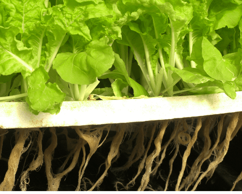 hydroponic root development - roots hydroponic - hydroponic roots