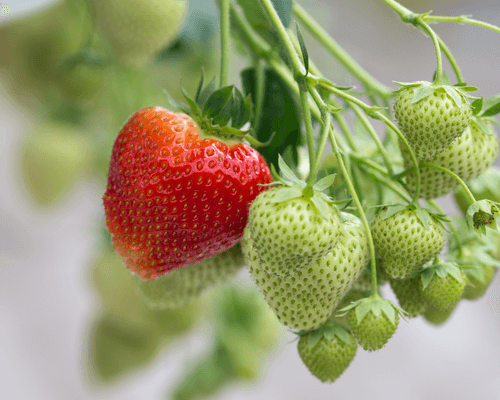 how hard is hydroponic growing? growing indoor expertice - hydroponic resources - hydroponic blog -strawberry growing greenhouse