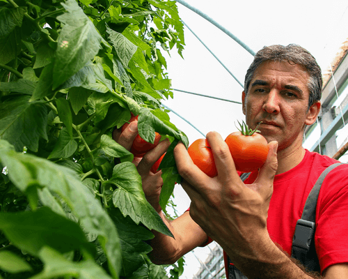 benefits of hydroponics - growing with hydroponic advantages