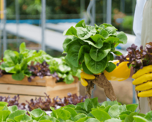 Cucumber plants growing in a high-tech greenhouse. This type of indoor farming enables year round production. 